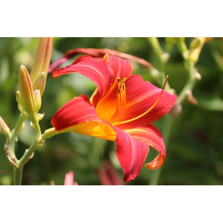 36"x24" Photographic Print Poster Lily Orange Pink Lilium Iris Stamen Blossom