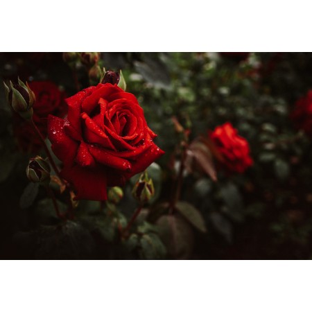 36x24 in Photographic Print Poster Flowers Roses Bush Red Nature Bloom