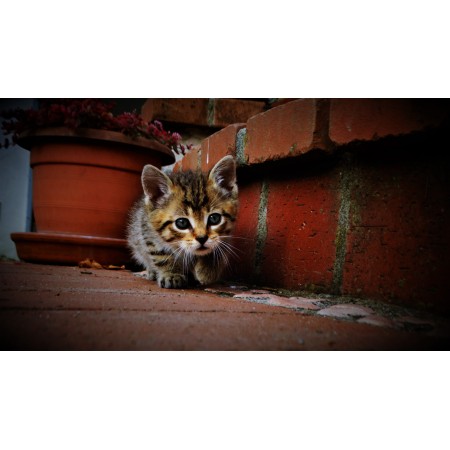 42x24 in Photographic Print Poster Cat Feline Kitty Kitten Domestic Ears Fur Tail