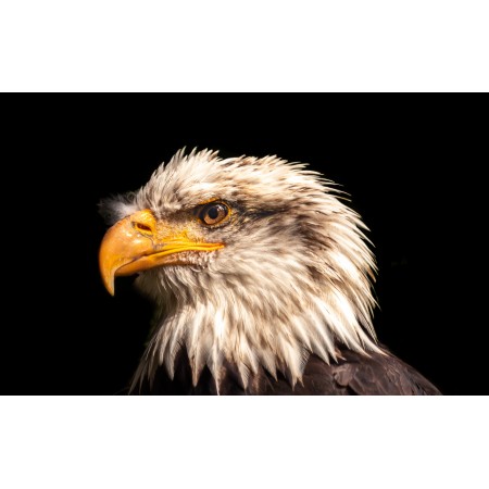 38"x24" Photographic Print Poster Bald eagle Adler Raptor Bird Animal Animal world