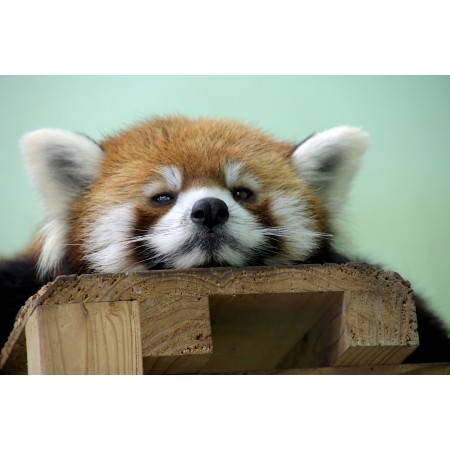 36"x24" Photographic Print Poster Red panda Bear Animal Mammal Fur Ears Face