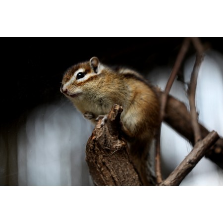 36x24 in Photographic Print Poster Squirrel Chipmunk Rodent Animal Nature Wild