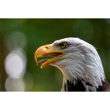 36x24 in Photographic Print Poster Adler Bird Bird of prey Raptor Bald eagle