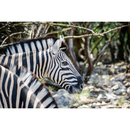 36x24 in Photographic Print Poster Zebra Stripes Animal Safari Nature Wildlife
