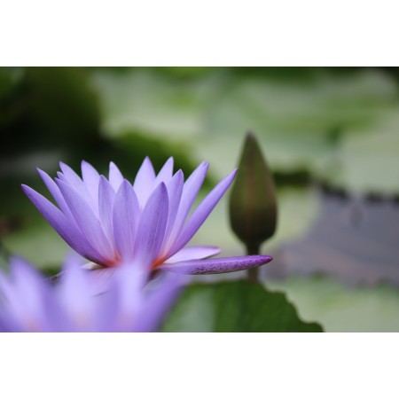 36x24 in Photographic Print Poster Flower Lotus Petals Buds Pond Nature Blooming