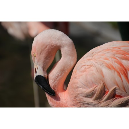 36x24 in Photographic Print Poster Flamingo Bird Beak Feathers Pink feathers