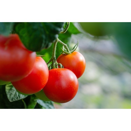 36x24 in Photographic Print Poster Tomatoes Fresh Bush Vegetables Healthy Harvest