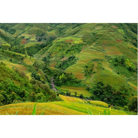 35x24 in Photographic Print Poster Terraces Rice terraces Rice paddies Plantation