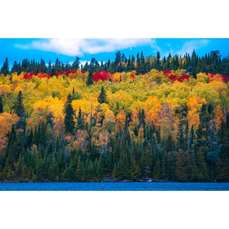 36x24 in Photographic Print Poster Forest Woods Lake Trees Leaves Autumn Colorful
