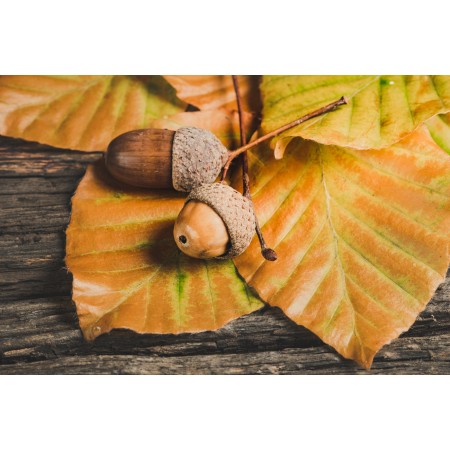 36x24 in Photographic Print Poster Acorns Leaves Foliage Season Autumn October