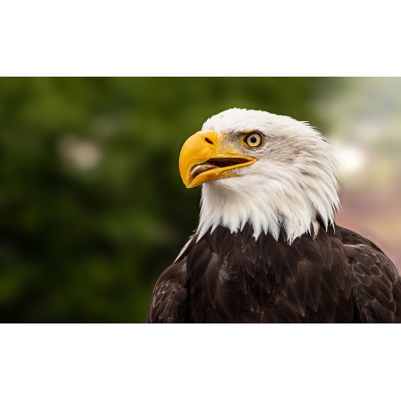 38x24 in Photographic Print Poster Bald eagle Adler Bird Eagle Raptor