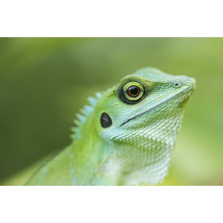36x24 in Photographic Print Poster Green crested lizard Reptile Animal Lizard Wildlife