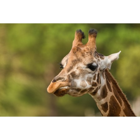 36x24 in Photographic Print Poster Giraffe Animal Head Mammal Wildlife Zoo Nature