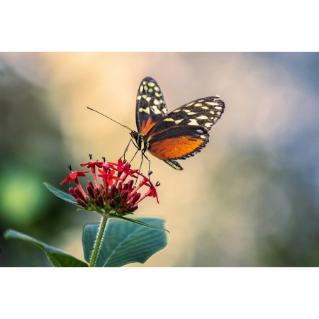 35x24 in Photographic Print Poster Butterfly Insect Wings Antennae Flowers Petals