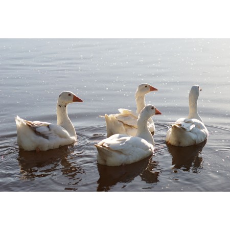 36x24 in Photographic Print Poster Geese Birds Lake Waterfowls Water birds