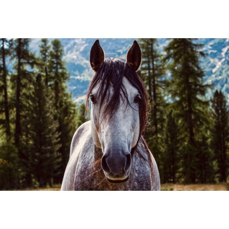 35x24 in Photographic Print Poster Horse Stallion Equine Equestrian Wild horse Mane