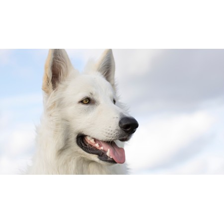 42x24 in Photographic Print Poster Dog White sheppard Canine Pet Domestic Animal