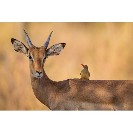 36x24 in Photographic Print Poster Impala Oxpecker Bird Antelope Horns Wildlife Wild