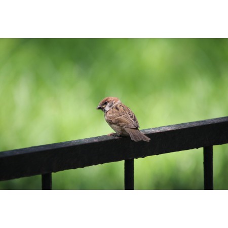 36x24 in Photographic Print Poster Sparrow Bird Handrail Animal Small bird Ave Avian