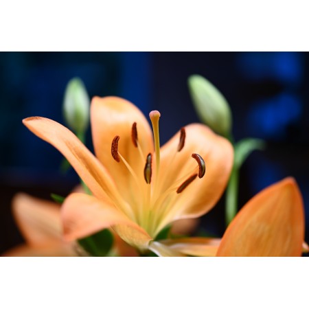 36x24 in Photographic Print Poster Lily Flower Blossom Bloom Pistils Orange flower