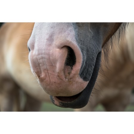 36x24 in Photographic Print Poster Horse Snout Nostrils Equine Equestrian Nose