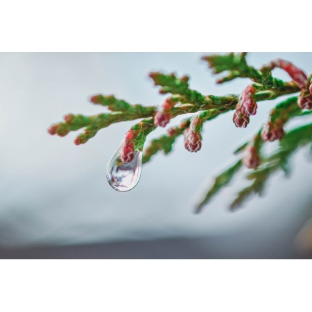 36x24 in Photographic Print Poster Tree Branch Raindrop Dew Dewdrop Droplet Drip