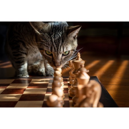 35x24 in Photographic Print Poster Tabby Cat Chess Game Strategy Pet Tabby Cat