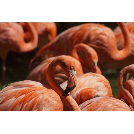Photographic Print Poster Flamingo Bird Animal Wading Bird Water Bird
