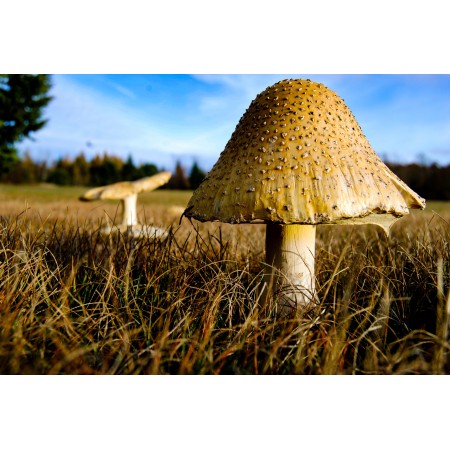 35x24in Poster Photo Mushroom Plant Nature Fungus Mushrooms Natural