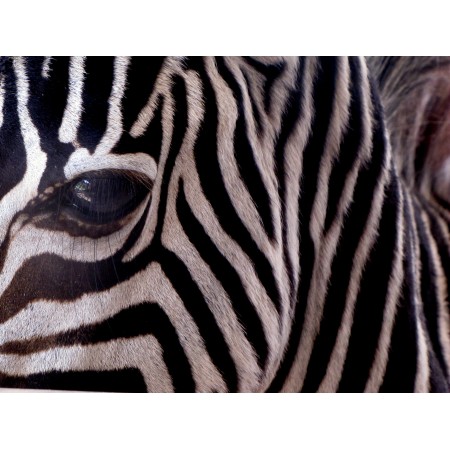 32x24 in Photographic Print Poster Zebra Stripes Mammal Animal African Africa