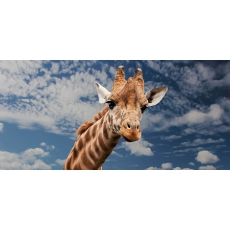 49"x24" Photographic Print Poster Giraffe Animal Facial Expression Mimic Neck Mammal