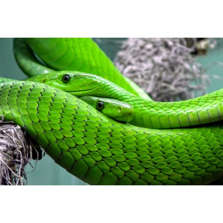36x24 in Photographic Print Poster Snake Mamba Green mamba Toxic Lizard Reptile