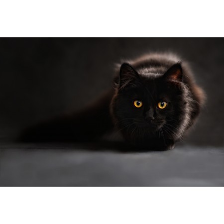 24x35 in Photographic Print Poster Cat Silhouette Cats silhouette Cat's eyes Black cat