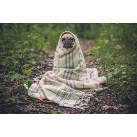24x35 in Photographic Print Poster Pug Dog Pet Animal Puppy Cute Wrapped Blanket