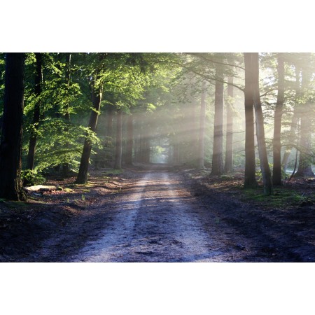 36"x24" Photographic Print Poster The Road Beams Path Forest Nature Silence Calm