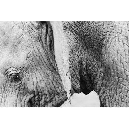 36x24 in Photographic Print Poster Elephant Animal Wildlife Skin Wrinkles Thick