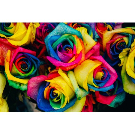 Photographic Print Poster Roses Colored Tinted Colorful Artificial Flowers