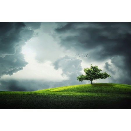 36x24 in Photographic Print Poster Tree Summer Beautiful Park Green Grass Clouds