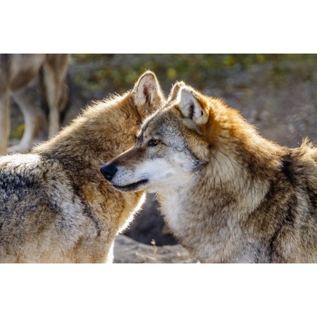 36x24in Poster Wolf Animals Vertebrate Four-legged Mammal