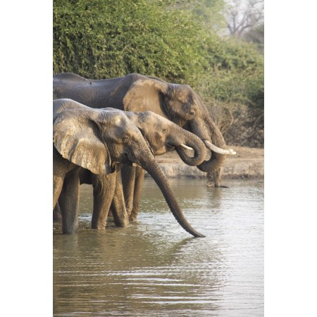 24x36in Poster The Natural Wonders of Africa: Elephants in Their Habitat