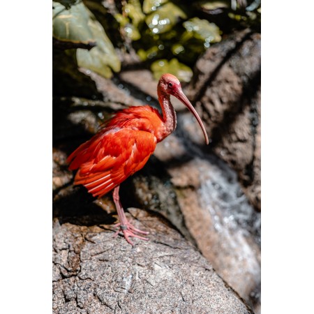 24x36in Poster Exotic Bird - A Stunning Scarlet Ibis