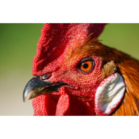 Photo Print Poster Gallo Animal Bird Head Beak Crest Chicken