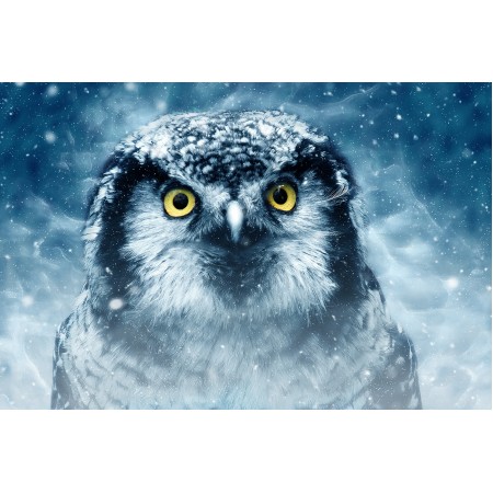 Poster Bird Owl Eyes Animal Looking Nature Wildlife