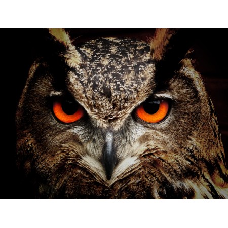 24x18in Poster Owl Bird Animal Bird Of Prey Wildlife Fauna