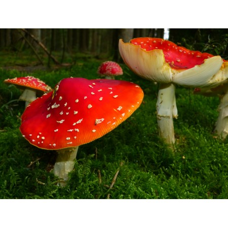 32x24in Poster Fly Agaric Mushrooms Red Toxic