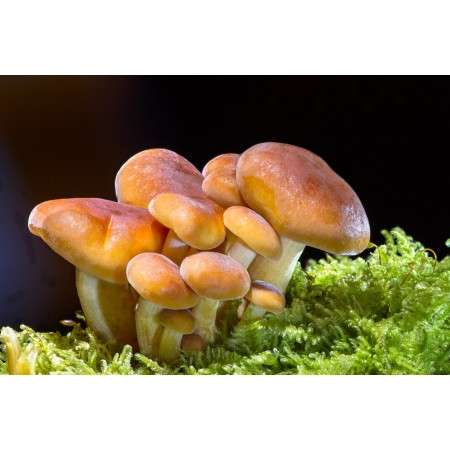 36x24in Poster Mushrooms Wild Spore Sponge Fungi