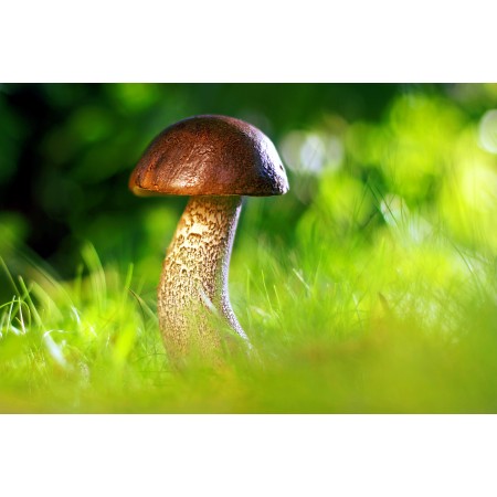 36x24in Poster Mushroom Autumn Nature Forest Grass