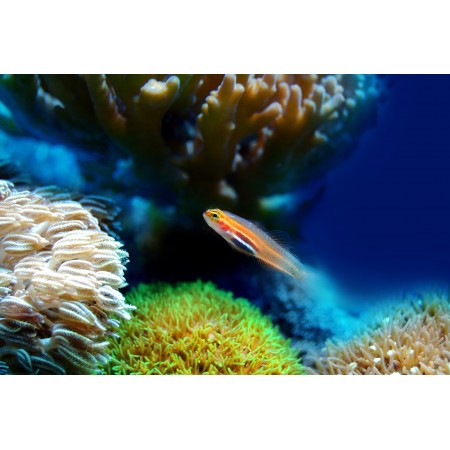 35x24in Poster Fish Coral Sea Underwater Reef Water Marine