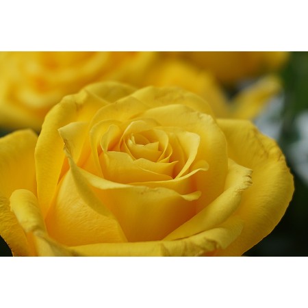 35x24in Poster Yellow Rose Flower Petals Close Up
