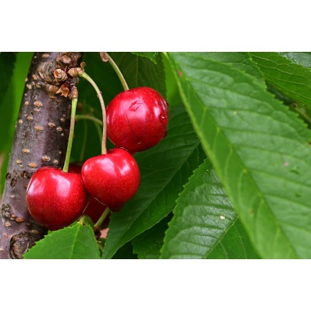 35x24in Poster Cherries Fruits Food Leaves Organic Fresh Harvest